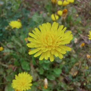 crépide de Nîmes (crepis sancta, Carsan-Nature