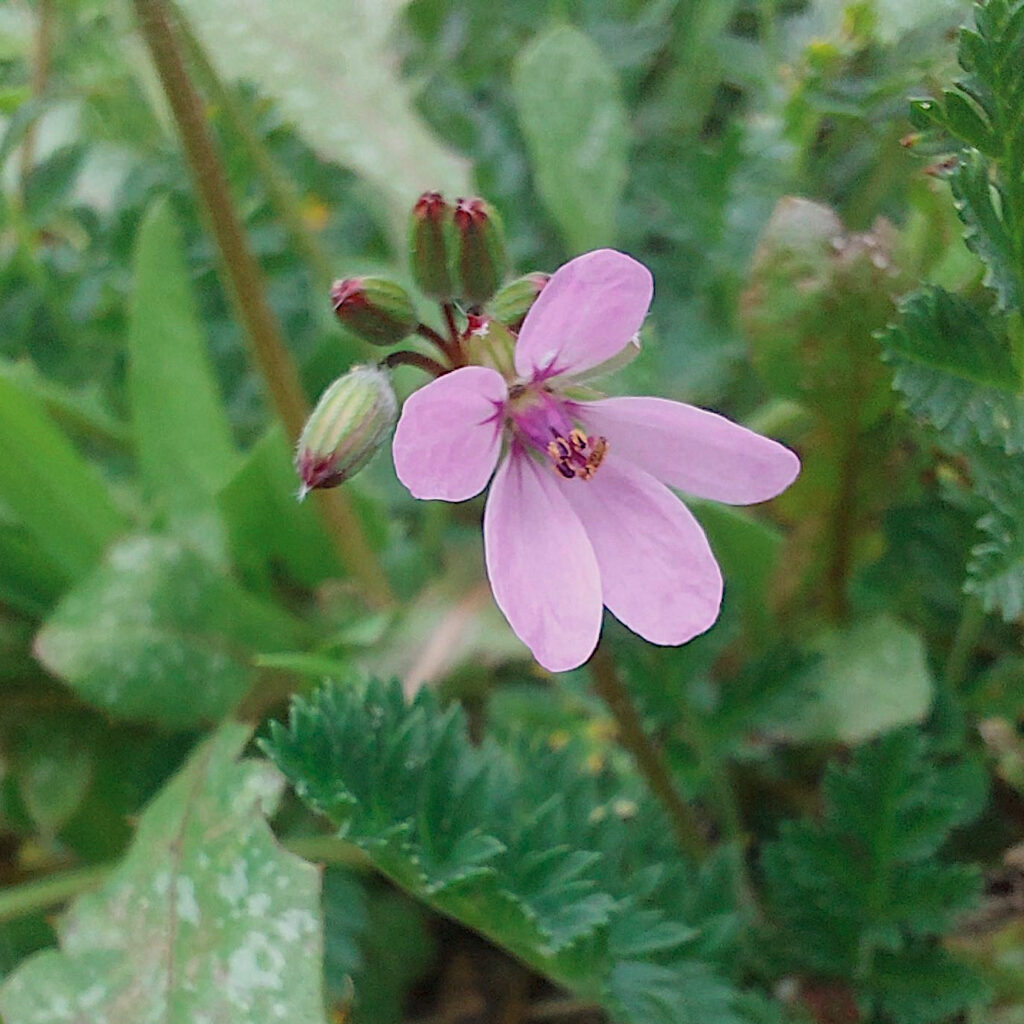 Bec de Grue à feuille de ciguë, erodium circuarium