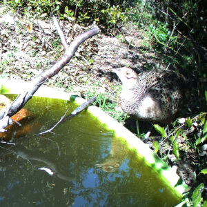 faisan de colchide capté par caméra-piège à Carsan (gard) hameau des bonis