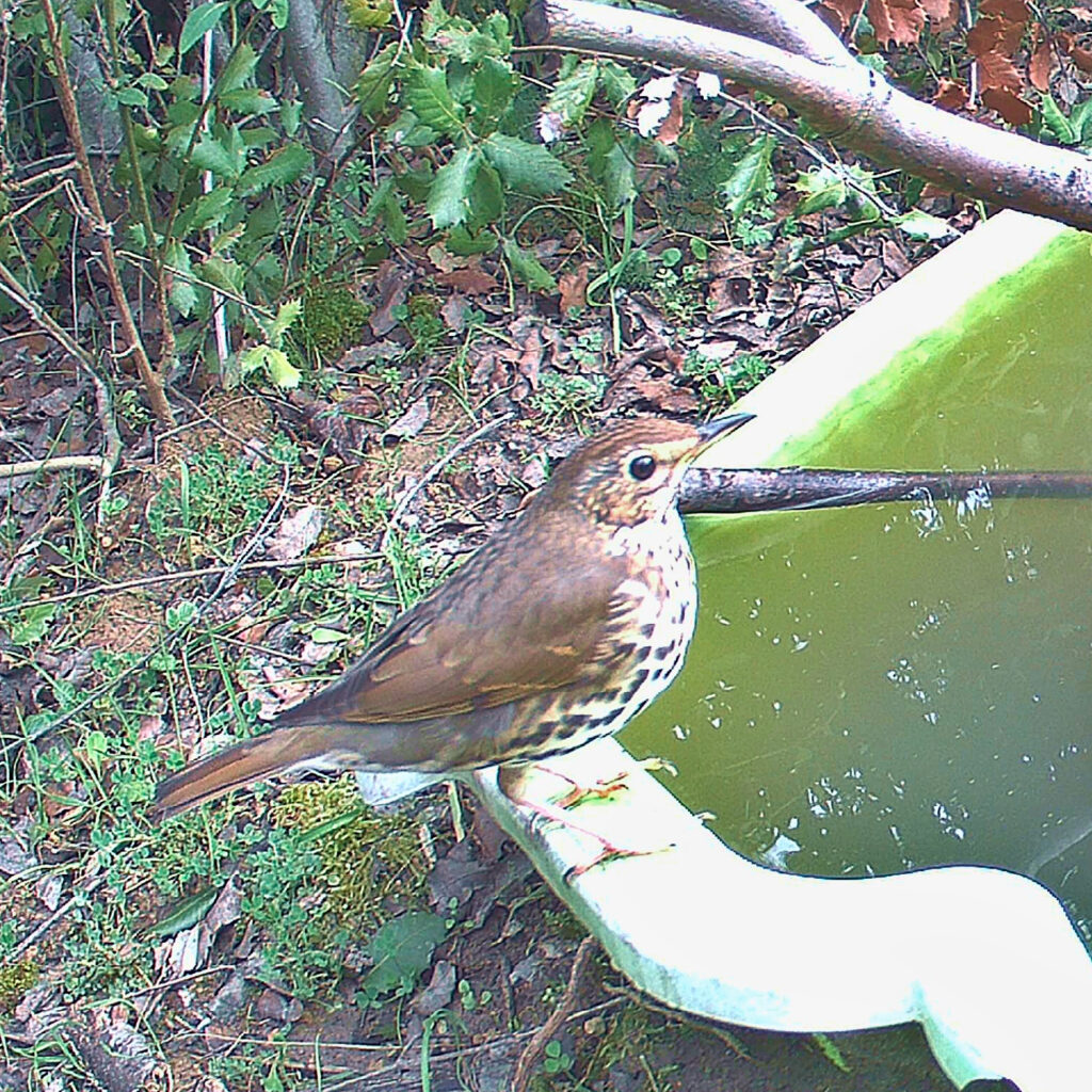 grive musicienne au point d'eau à Carsan, Gard, le 16 février 2026