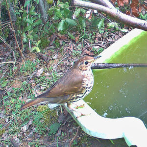 grive musicienne au point d'eau à Carsan, Gard, le 16 février 2026