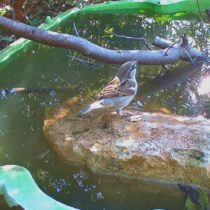 Un moineau domestique au point d'eau . photo capturée par caméra-piège à Carsan (Gard) le 20 février 2026