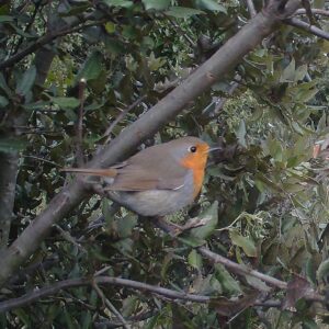 Rouge-gorge familier photographié par Carsan-Nature, à Carsan (30130)