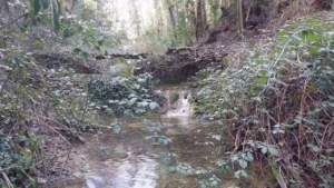 ruisseau de Carsan (Les Bonis) au 14 février 2026