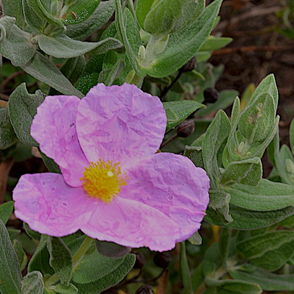 Ciste cotonneux (cistus albidus) photographié le 9 mars 2026 par Pierre Pujuguet (Carsan-Nature)