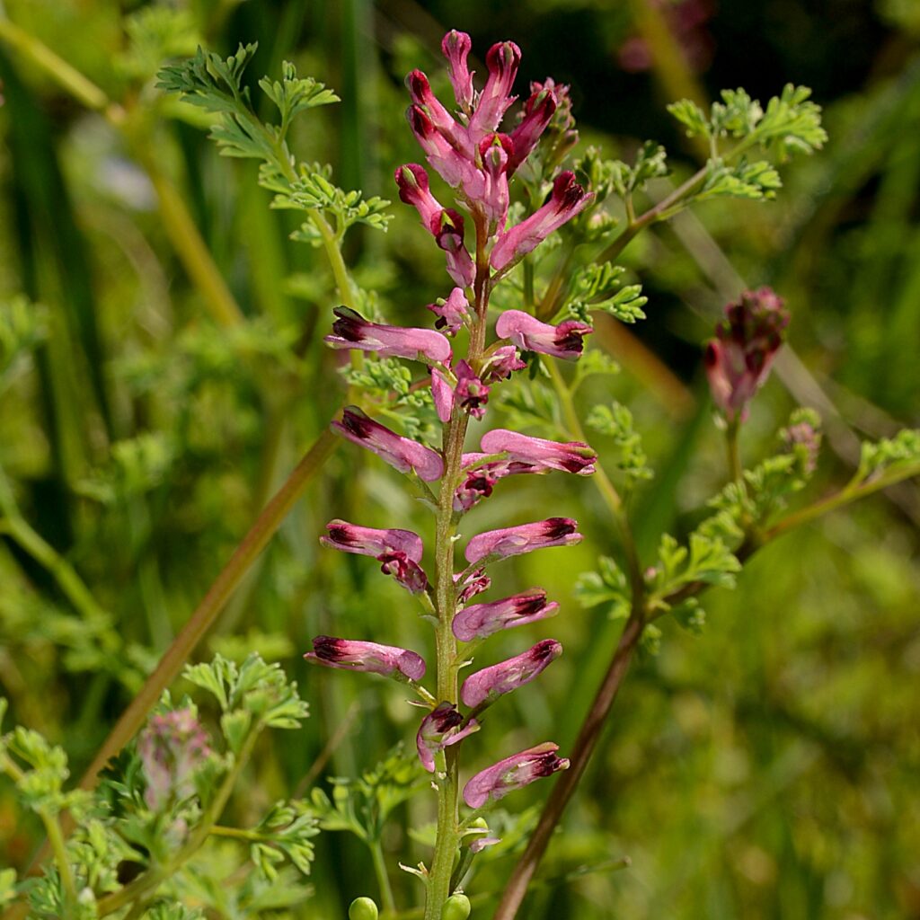 fumeterre officinale (fumaria officinalis)