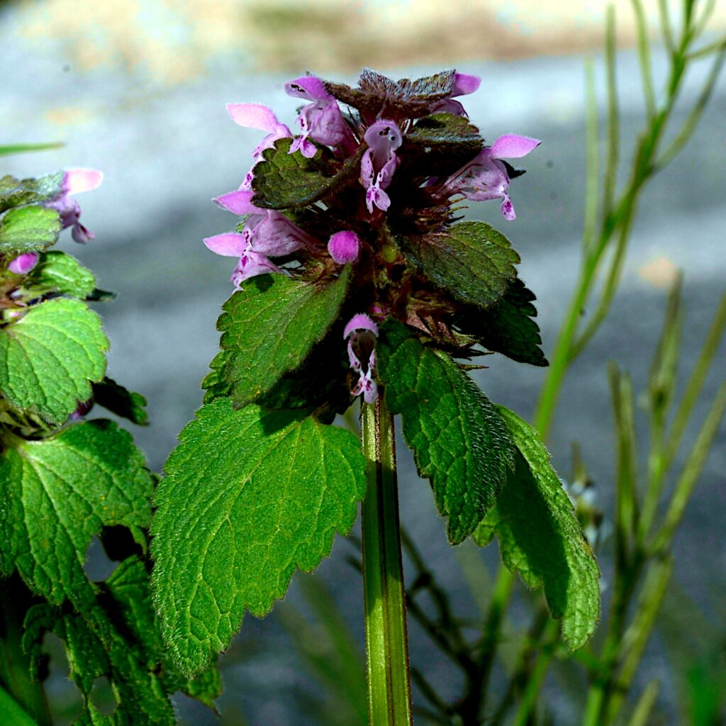 Lamier pourpre, (Lamium purpureum), Photo de Pierre Pujuguet (D610, Tamron 28-75,(F13, 1/160, iso 200) ), chemin des Bonis à Carsan, 30130. lien vers wikipédia