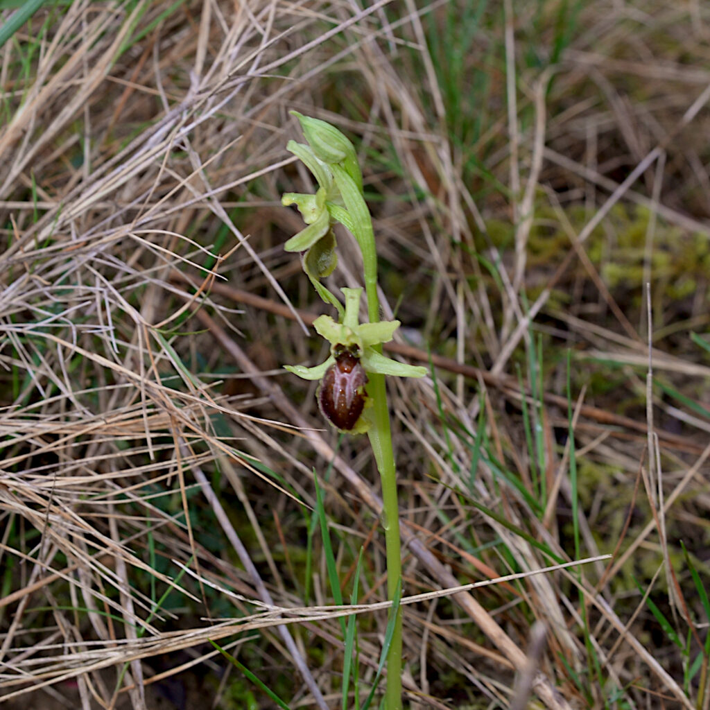 Ophrys araignée photographiée par Pierre Pujuguet (Carsan-nature.org) à Carsan, quartier des Bonis.