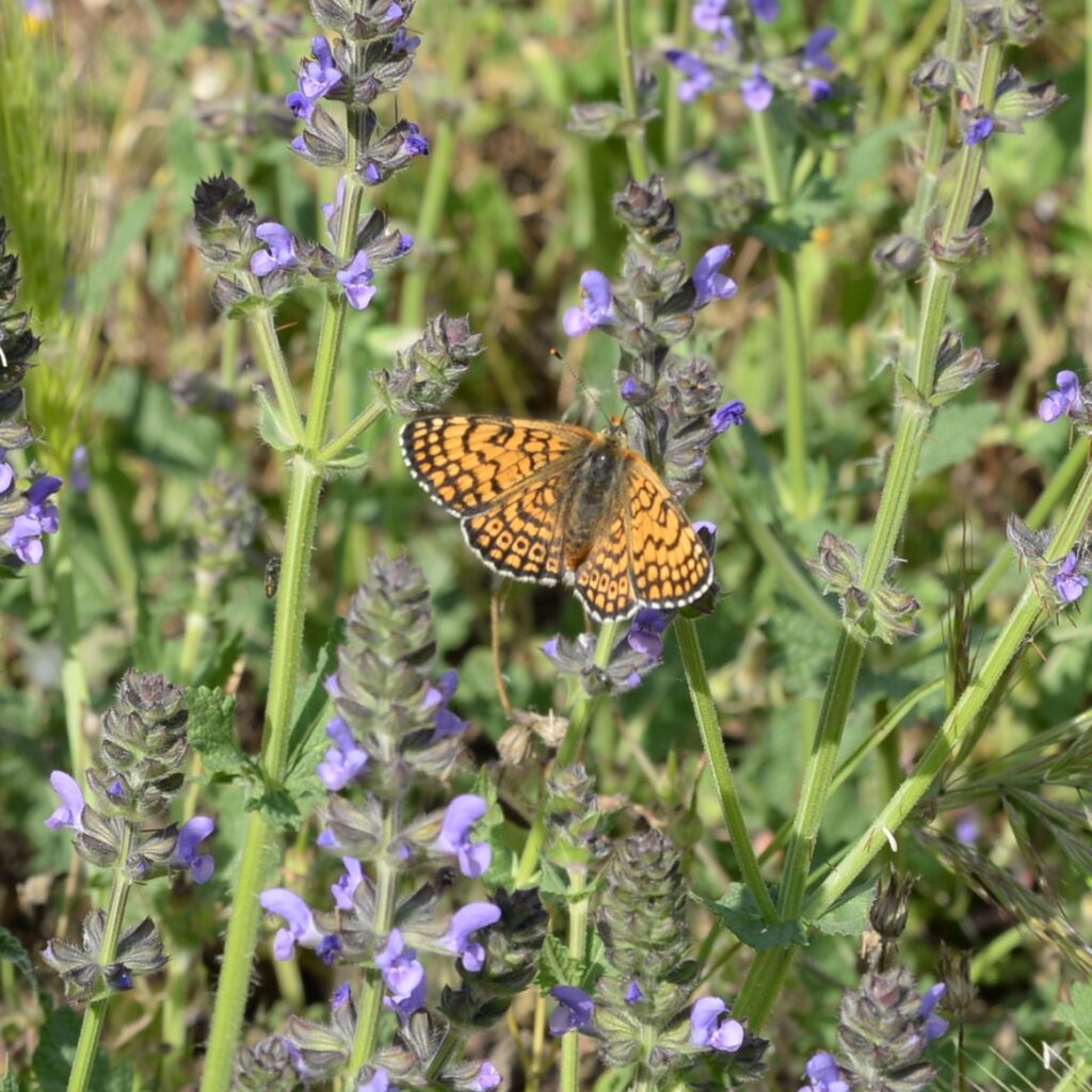 L’attribut alt de cette image est vide, son nom de fichier est glanville-fritillary-1-1024x1024.jpg.