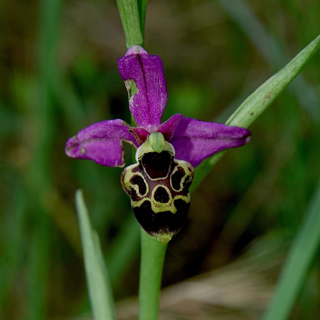 Ophrys bécasse (Ophrys scolopax) photo de Pierre Pujuguet. D5500,  (tamron 28-75 macro) mai 2026. Chemin des Bonis 30130 Carsan