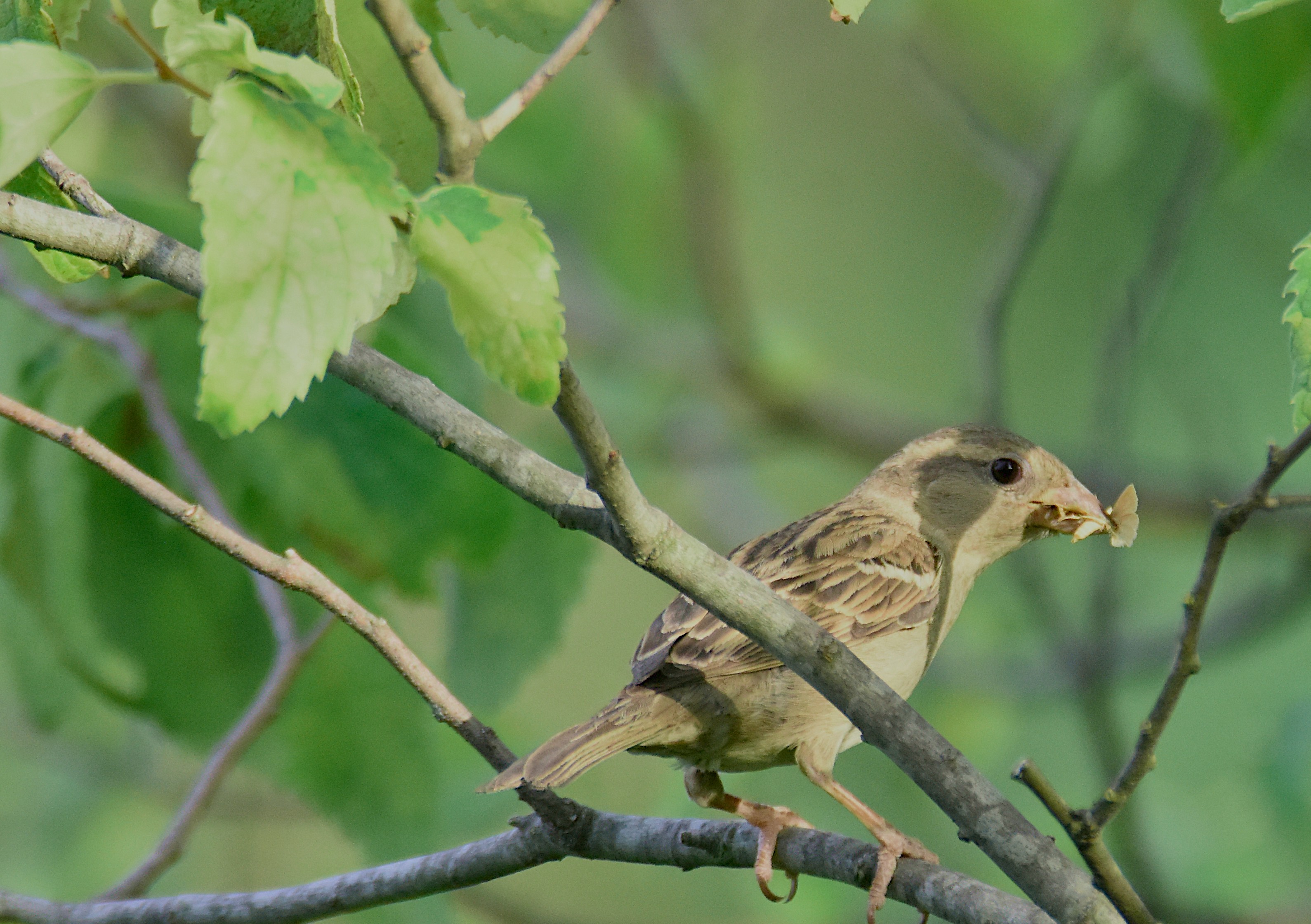 moineau domestique