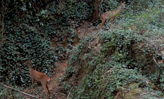 2 chevreuils au ruisseau des Bonis (septembre 2026)